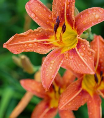Yapayalnız bir portakal zambağı, çiğ damlalarıyla bezenmiş, yemyeşil çiçeklerle bezenmiş, dinginlik ve tazelik saçan. Yapraklarındaki her su damlası doğanın inceliğini ve mükemmelliğini vurgular..