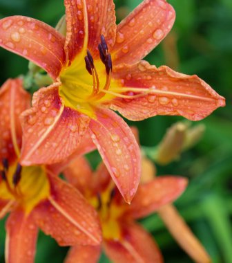 Sayısız su damlacıklarıyla süslenmiş portakal zambağının çarpıcı bir yakın çekimi tazelik ve saflık hissi yaratır. Çiçeğin hassas ayrıntıları onun doğal zarafetini ve inceliğini vurgular..