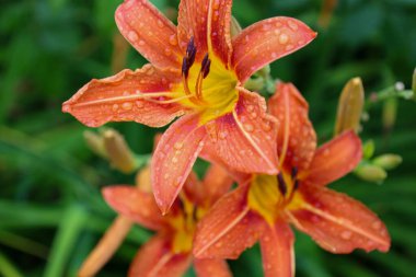 Portakallı bir zambak tomurcuğu sabah çiğ taneleriyle süslenmiş narin güzelliğini gözler önüne seriyor. Sulu yeşil gövdeler ve yapraklar, çiçeğin tazeliğini ve canlılığını vurgulayan uyumlu bir zemin oluşturur..