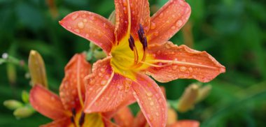 Canlı bir portakal zambağı güneşte parlayan çiğ damlalarıyla süslenir, doğanın tazeliğini ve güzelliğini ön plana çıkarır. Zarif taç yaprakları ve sarı bir merkez hayati enerjiyle dolu uyumlu bir görüntü oluşturur..