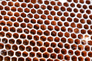 Koyu madde, muhtemelen arı ekmeği veya kalın bal ile dolu yoğun bir bal peteği dokusu etkileyici bir doğal geometrik panel oluşturur. Her altıgen hücre doğal mükemmelliği ve içeriğin zenginliğini gösterir..