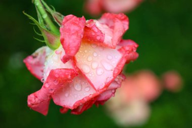 Şeffaf damlalarla kaplı taze pembe bir gül tomurcuğu doğanın saflığını ve yenilenmesini yansıtır..