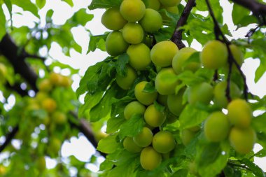 Erik dalları büyük oranda yeşil, olgunlaşmamış meyvelerle doludur. Bu da gelecekteki hasadın resimli bir görüntüsünü oluşturur. Bereketli yapraklar ve yoğun dolgun erikler bir yaz bahçesinin doğal bolluğunu ve tazeliğini vurgular..