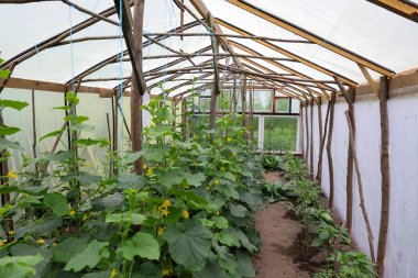 Ahşaptan yapılmış ve filmle kaplanmış uzun bir sera aktif olarak büyüyen yeşil sebze ekinleriyle doludur. Bu çekim, verimli tarım atmosferini ve korunan zemin koşullarındaki dikkatli tarımı aktarır..