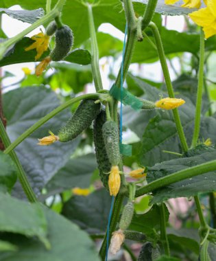 Sarı çiçekli genç salatalıklar, daha iyi bir hasat için güvenli bir bahçe yatağında yetişiyor. Bu çekim bir yaz bahçesinin canlılığını ve canlılığını yansıtıyor. Bu da doğal olgunlaşma sürecini gösteriyor..