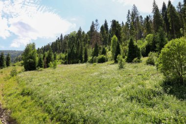 Çeşit çeşit otlarla dolu açık bir yaz çayırı sık bir orman duvarının önünde uzanıyor. Yayılmış ışığın olduğu açık bir yaz günü, doğada tenha bir rahatlama için ideal, barışçıl bir atmosfer yaratır..