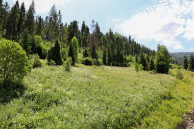 Uzun kozalaklı ve yaprak döken ağaçlardan oluşan sık bir ormanla çevrili, çiçek açan otlarla kaplı geniş bir yaz çayırı..