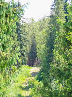 Bir yaz ormanı yolu, yoğun kozalaklı ağaçların arasından geçer, güneş ışığıyla aydınlatılır. Yeşil otlar ve çeşitli bitkiler, doğanın tazeliği ve sükuneti ile dolu pitoresk bir manzara yaratır..