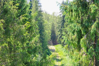 Resimli bir orman patikası uzun kozalaklı ağaçların arasında yürüyüşe davet eder. Parlak güneş ışığı gölgeliklere nüfuz eder, yaz gününün zengin yeşilliğini vurgular ve bir sükunet ortamı yaratır.
