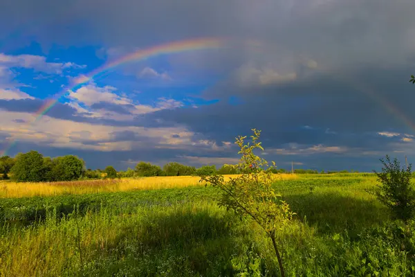 Sarı ve yeşil ekinlerden oluşan bir tarla, parlak mavi ve kara fırtınalı bulutlarla dolu bir gökkuşağı boyunca uzanan canlı bir çift gökkuşağının altında uzanır..