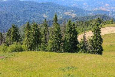 Ön planda yemyeşil bir çayır, üzerinde açık mavi bir gökyüzü altında görünen uzun kozalaklı ağaçlardan oluşan bir çizgiye doğru uzanır ve geniş bir doğal manzara yaratır..