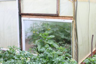 İçinde yeşil bitkilerin büyüdüğü saydam duvarları olan bir seranın parçası. Ön planda beyaz çiçekli patates çalıları var. Tarımsal bir arazinin çok katmanlı bir görüntüsünü yaratıyorlar..