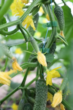 Sarı çiçekli genç salatalıklar küçük su damlacıklarıyla kaplı yeşil saplarda büyüyerek canlı ve taze bir görünüm oluştururlar. Bazı saplar bağlanmış, bu da serada ya da bahçe yatağında yetiştirildiğini gösteriyor..
