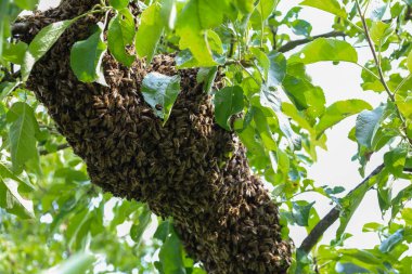 Sürü halinde olan bir arı kümesi yeşil yaprakların arasında bir ağaç dalında toplandı. Doğal bir fenomenin dinamik sahnesi böceklerin birliğini ve yeni bir arı yerleşiminin başlangıcını gösteriyor..