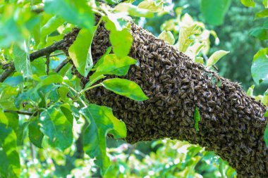 Binlerce arıdan oluşan canlı bir halı, bir meyve ağacının dalını sıkıca sarıp sarmalar. Bu da sürüdeki inanılmaz içgüdüyü gösterir. Bu çekim arı toplumunun doğal güzelliğini ve karmaşık organizasyonunu gözler önüne seriyor..