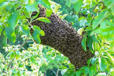 Büyük bir arı sürüsü yoğun bir şekilde kalın bir ağaç dalını örtüyor ve yeşil gölgeliklere uyumlu bir şekilde karışıyor. Bu detaylı çekim, böceklerin yaşamsal faaliyetlerini ve birliğini vurgulayan, doğal akın olgusunu gösteriyor..