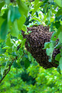 Büyük bir arı sürüsü taze yeşil yapraklarla çevrili bir ağaç dalına yerleşmiş ve doğanın yaşamından dinamik bir sahne yaratmış. Bu çekim arıların ekosistem için doğal sürüsünü ve önemini gösteriyor..