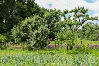 Sabahın erken saatlerinde, bulutlu ama parlak bir gökyüzünün altında ufuk çizgisine uzanan genç ağaçlar ve uzun yeşil otlarla dolu bir bahçe ortaya çıkar. Bu kırsal alan ferahlık ve sükunet soluyor..