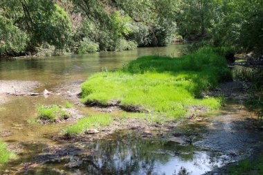 Temiz suyu olan bir nehir, yoğun yeşil bitki örtüsü arasında pürüzsüzce akar ve bu nehir yüzeyine yansımaktadır. Ön planda, taze otlardan oluşan küçük adalar görülebiliyor ve pitoresk bir doğal manzara yaratıyor..