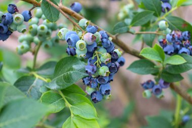 Olgunluğun çeşitli aşamalarındaki yabanmersini kümeleri, yeşilden zengin mavi-mor dutlara, yoğun bir şekilde yeşil yapraklı dallara dizilmiştir. Görüntü, yaz hasadının doğal güzelliğini ve olgunlaşmasını aktarıyor.
