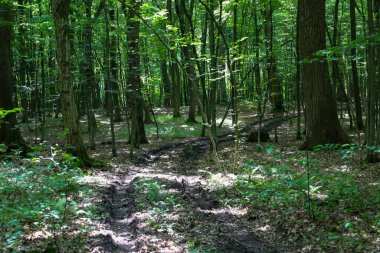 Tekerlek izleriyle kaplı bir orman kenarı ve yoğun yeşil bir gölge yaratan uzun ağaçlar. Güneş ışığı, orman manzarasının doğal güzelliğini ve gizemini vurgulayarak gölgelerin arasından süzülür..