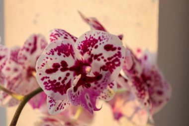 Canlı bordo ve mor lekelerle bezenmiş beyaz yapraklı narin orkideler sıcak güneş ışığında parlar..