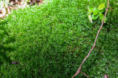 gür, canlı yeşil yosun yoğun bir yüzeyi kaplıyor, zengin bir doku ve taze doğanın gölgeleri oluşturuyor. Birkaç hassas filizlenme ve dal bu doğal bileşime dinamizm katıyor. Detaylı inceleme için mükemmel..