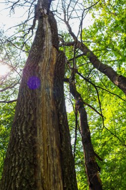 Gövdesi parçalanmış uzun bir ağaca dik dik bakmak iç yapısını ve kabuk dokusunu ortaya çıkarır. Güneş ışığı yeşil yaprakların arasından süzülür, dinamik alevler yaratır ve ormanın yaşamını renklendirir..