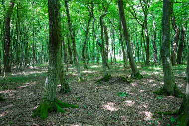 Güneşle sırılsıklam olmuş bir orman, yosun kaplı ağaç gövdelerinin bir sükunet atmosferi yarattığı kucaklamasını açar. Taze yeşil yapraklar boşluğu dolduruyor, ve düşmüş yapraklar zemini kaplıyor, orman manzarasına doku ekliyor..