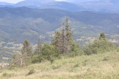 Engebeli çam ağaçları yeşil bir yamaçta duruyor ve dağınık bir gökyüzünün altında uzak sıradağlara karşı belirgin bir siluet oluşturuyor. Bu manzara, doğanın durgunluğunu ve sonsuzluğunu gösteriyor..