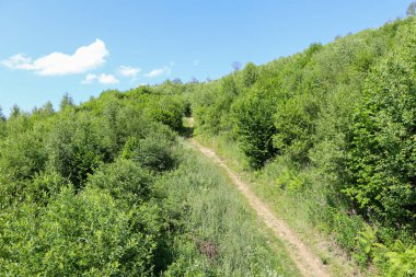 Bu fotoğraf, yoğun yeşil ağaçlar ve dağlık bir alandaki çalılıklar arasında dolanan dar bir toprak patikayı gösteriyor. Beyaz bulutlu açık mavi bir gökyüzü yaz manzarasını tamamlıyor..