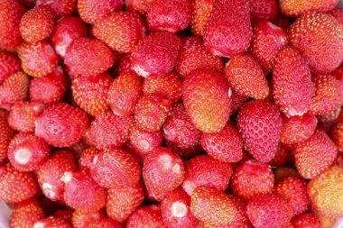 Yaban çileklerini veya küçük bahçe çileklerini andıran parlak kırmızı meyveler yoğun bir şekilde istiflenerek doğal tazelik ve sulandırıcılıklarını sergiliyorlar..