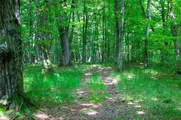 Yoğun, yeşil bir ormanın derinliklerine uzanan bir orman yolu. Etrafı gür yapraklarla çevrili uzun ağaçlarla çevrili. Bu görüntü bir sakinlik, tazelik hissi veriyor ve doğa yürüyüşüne davet ediyor..