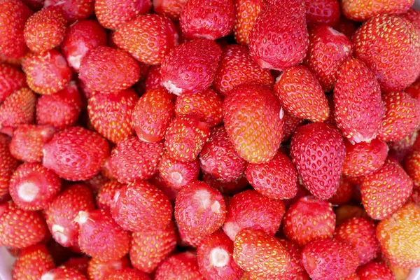 Yaban çileklerini veya küçük bahçe çileklerini andıran parlak kırmızı meyveler yoğun bir şekilde istiflenerek doğal tazelik ve sulandırıcılıklarını sergiliyorlar..