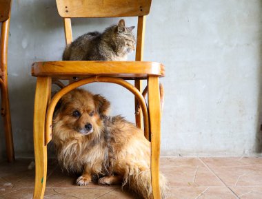 Kırmızımsı kahverengi tüylü bir köpek tahta bir sandalyenin altında otururken, tekir bir kedi koltukta uyur. Bu resim, evcil hayvanların huzur içinde bir arada yaşadıklarını, rahat ve dokunaklı bir sahne yarattıklarını gösteriyor..