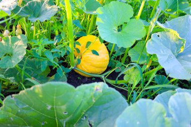 Büyük sarı bir balkabağı onu çevreleyen yoğun yeşil yapraklar arasında olgunlaşır. Bu fotoğraf, doğal büyümeyi vurgulayan bir sonbahar hasadını, doğal ürünü veya tarımsal temaları resmetmek için idealdir..