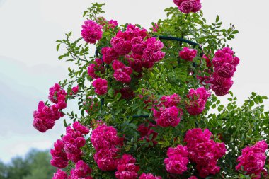 Yoğun pembe çiçekli, gür bir gül çalısı, parlak bir doku oluşturmak için kalınlaşıyor, açık bir gökyüzüne karşı duruyor. Bu resim doğanın güzelliğini ve çiçeklenmenin güzelliğini vurgular. Bahçıvanlık temaları için ideal..