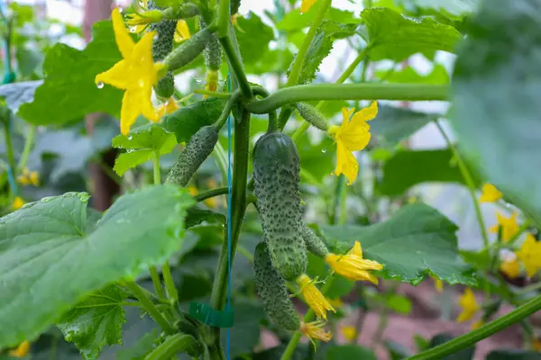 Parlak yeşil salatalık yaprakları taze çiğ damlalarıyla kaplı genç salatalıkları ve açık sarı çiçekleri çerçeveler. Bu fotoğraf yaz hasadının bolluğunu ve bahçedeki sebzelerin organik yetiştirilmesini aktarıyor..