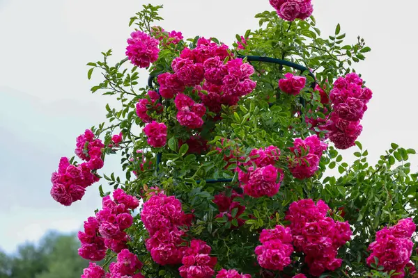 Yoğun pembe çiçekli, gür bir gül çalısı, parlak bir doku oluşturmak için kalınlaşıyor, açık bir gökyüzüne karşı duruyor. Bu resim doğanın güzelliğini ve çiçeklenmenin güzelliğini vurgular. Bahçıvanlık temaları için ideal..