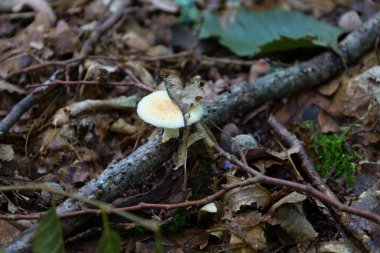 Küçük beyaz bir mantar orman zemininde düşen yaprak ve dalların arasından çıkar. Bulanık arka plan, onun narin varlığını vurgular, sakinlik hissi yaratır ve doğal detaylara odaklanır..