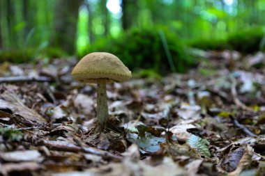 Orman zeminindeki yaprakların arasında yalnız bir mantar duruyor, ormanın bulanık yeşillikleriyle çevrili. Şapkası ve sapı doğal ortama uyum içinde harmanlanmış..