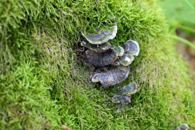 Kendine özgü çizgileri olan bir ağaç mantarı ailesi canlı yeşil yosunlarla kaplı bir gövdede büyür ve ilginç bir doğal şablon oluşturur. Bu fotoğraf orman ekosistemindeki yaşam formlarının çeşitliliğini gösteriyor..