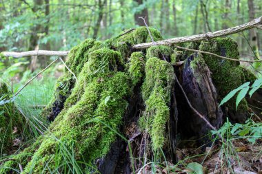 Bu ağaç kütüğü, canlı yeşil yosunlarla kaplı, sık ormanın içinde zamanın bir kanıtı olarak duruyor. Doğal güzelliği ve dokuları, doğanın gücünü vurgulayan sakin bir atmosfer yaratıyor..