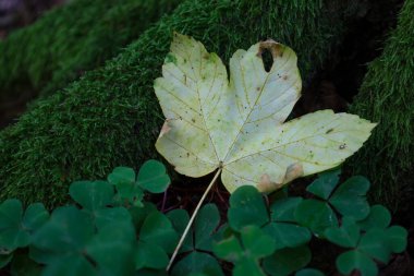 Sarı bir akçaağaç yaprağı canlı yeşil yosunların ve yonca yapraklarının arasında doğal doku ve renklerin zıt bileşimini oluşturur. Bu çekim mevsimlerin geçişini ve ormanın güzelliğini gözler önüne seriyor..