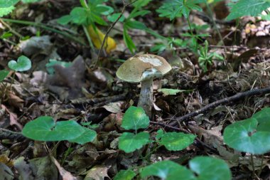 Hasarlı kapaklı çekici bir mantar orman yaprakları ve yeşil filizler arasında yetişir ve otantik bir orman manzarası yaratır. Bu fotoğraf doğanın döngüsünü ve şaşırtıcı formlarını vurguluyor..