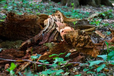 Çürüyen eski bir gövde orman zemininde, genç yeşil filizler ve düşen yapraklarla çevrili. Bu görüntü, orman ekosistemindeki bozulma ve yenilenmenin doğal sürecini gösteriyor..