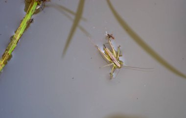 Bir çekirge suyun sakin yüzeyinde sürüklenir ve gerçeküstü bir görüntü yaratır. Vücudu suya yansıyor, doğal hayatı ve beklenmedik anlarını vurguluyor..