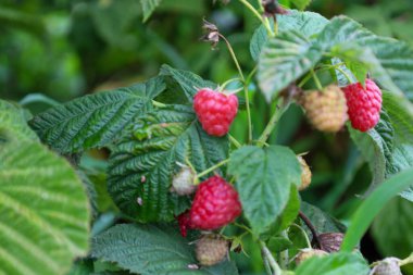 Bir ahududu dalı kırmızı, olgun meyvelerle doludur ve bazı henüz olgunlaşmamış meyveler yeşil yaprakların arasından süzülür..