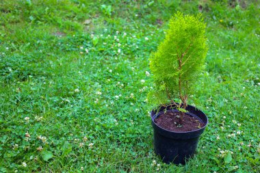 Siyah bir tencerede küçük kozalaklı bir ağaç beyaz yonca çiçekleriyle çevrili parlak yeşil çimenlerin üzerinde duruyor. Bu yeni bir fidanı yansıtıyor, nakle hazır, büyümeyi ve bakımı sembolize ediyor..