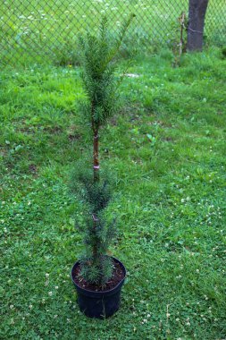 Siyah bir tencerede ince bir kozalaklı ağaç beyaz yonca çiçekleriyle çevrili yeşil çimlerin üzerinde duruyor..